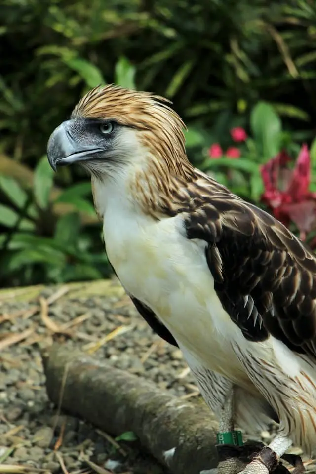 Photo of Philippine Eagle in Davao city