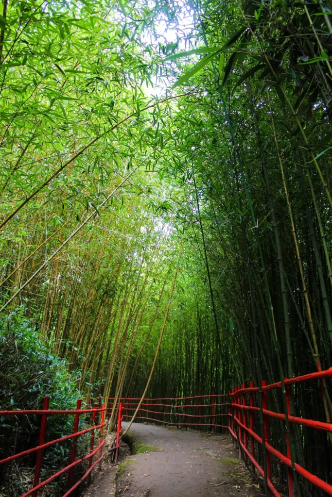 St. Francis Xavier Bamboo Sanctuary a tourist spots in baguio