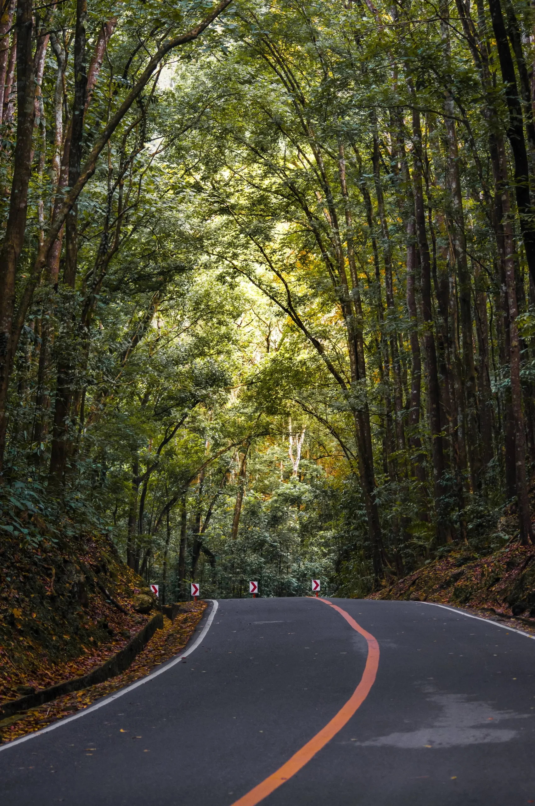Man Made Forest  a tourist spot in bohol